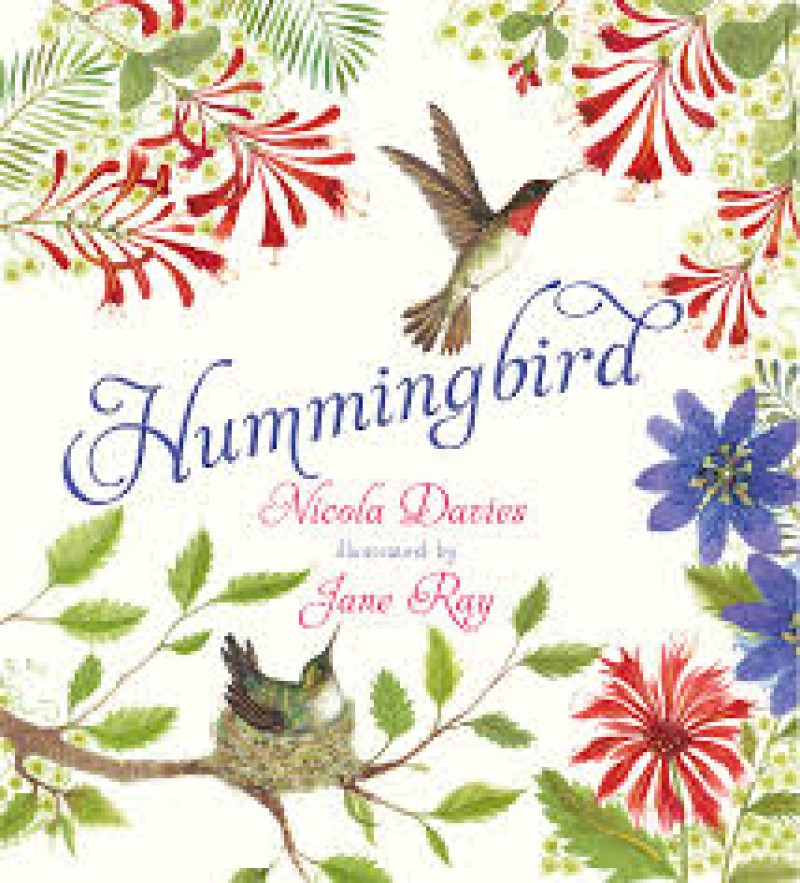 hummingbird